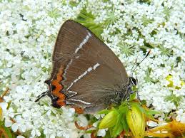 Attēlu rezultāti vaicājumam “Satyrium w-album”