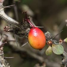 Attēlu rezultāti vaicājumam “Berberis thunbergii fruit”