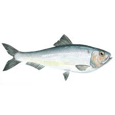 Image result for Alosa pseudoharengus