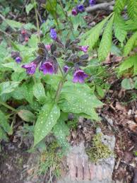 Image result for Pulmonaria officinalis