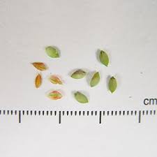 Attēlu rezultāti vaicājumam “Carex limosa fruit”