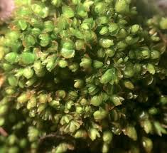 Attēlu rezultāti vaicājumam “Mylia anomala”