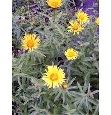 Attēlu rezultāti vaicājumam “Inula salicina”