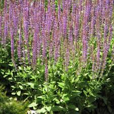 Attēlu rezultāti vaicājumam “Salvia nemorosa leaf”