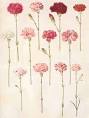 Dianthus caryophyllus Carnation PFAF Plant Database