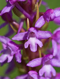 Attēlu rezultāti vaicājumam “Gymnadenia conopsea flower”