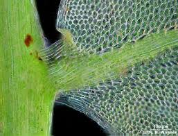 Attēlu rezultāti vaicājumam “Plagiomnium ellipticum”