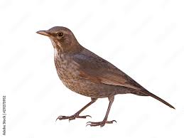 Attēlu rezultāti vaicājumam “Turdus merula female”