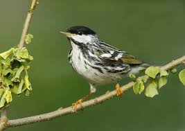 Image result for Dendroica striata