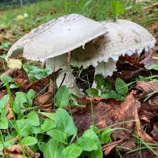 Attēlu rezultāti vaicājumam “Amanita strobiliformis”