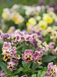 Image result for Viola x wittrockiana `Hiemalis`