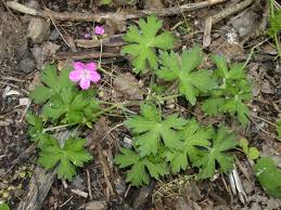Attēlu rezultāti vaicājumam “Geranium palustre”