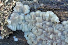 Attēlu rezultāti vaicājumam “Exidia thuretiana”