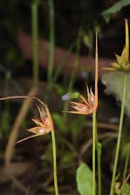 Attēlu rezultāti vaicājumam “Juncus capitatus”