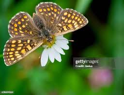 Attēlu rezultāti vaicājumam “Melitaea diamina”