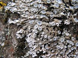 Attēlu rezultāti vaicājumam “Physconia distorta”