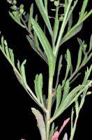 Attēlu rezultāti vaicājumam “Lepidium densiflorum fruit”