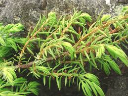Attēlu rezultāti vaicājumam “Juniperus communis leaf”