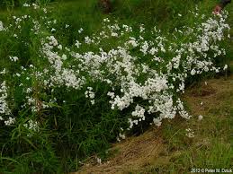 Attēlu rezultāti vaicājumam “Achillea ptarmica fruit”