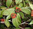 <b>Psychotria</b>
