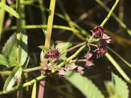Attēlu rezultāti vaicājumam “Comarum palustre flower”