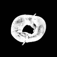 Attēlu rezultāti vaicājumam “Krynickillus melanocephalus”