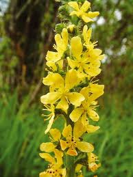 Attēlu rezultāti vaicājumam “Agrimonia eupatoria flower”