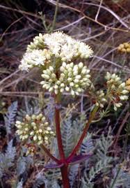 Attēlu rezultāti vaicājumam “Hylotelephium maximum flower”