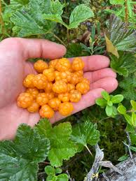 Attēlu rezultāti vaicājumam “Rubus chamaemorus”