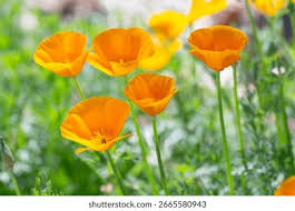 Attēlu rezultāti vaicājumam “Papaveraceae”