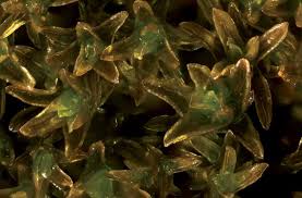 Attēlu rezultāti vaicājumam “Didymodon tophaceus”