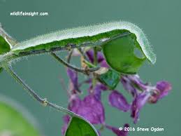 Attēlu rezultāti vaicājumam “Anthocharis cardamines underside”