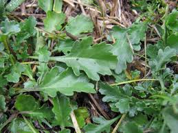 Attēlu rezultāti vaicājumam “Leucanthemum vulgare leaf”