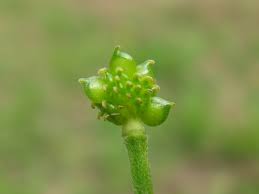 Attēlu rezultāti vaicājumam “Ranunculus cassubicus bud”