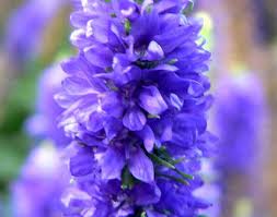 Attēlu rezultāti vaicājumam “Veronica spicata”