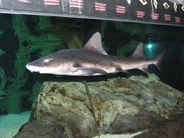 Image result for Scylliogaleus quecketti