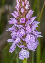 Attēlu rezultāti vaicājumam “Dactylorhiza maculata flower”