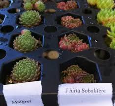 Attēlu rezultāti vaicājumam “Jovibarba globifera fruit”