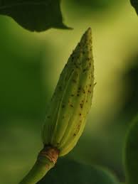 Attēlu rezultāti vaicājumam “Liriodendron tulipifera fruit”