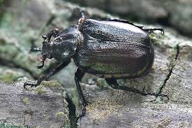 Attēlu rezultāti vaicājumam “Osmoderma barnabita”