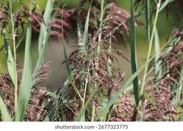 Attēlu rezultāti vaicājumam “Phragmites communis flower”