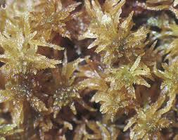 Attēlu rezultāti vaicājumam “Sphagnum contortum”
