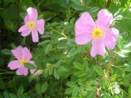 Attēlu rezultāti vaicājumam “Cinna latifolia leaf”