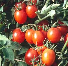 Afbeeldingsresultaat voor principe borghese tomato