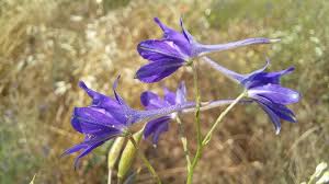 Attēlu rezultāti vaicājumam “Consolida regalis fruit”