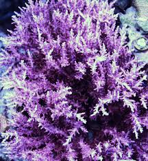 Image result for Sapphire Acro