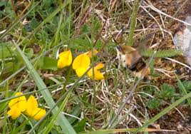 Attēlu rezultāti vaicājumam “Hemaris tityus”