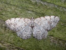 Attēlu rezultāti vaicājumam “Aethalura punctulata”