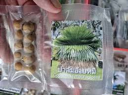 Attēlu rezultāti vaicājumam “Conardia compacta macro”