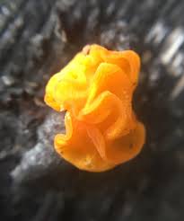 Attēlu rezultāti vaicājumam “Tremella ramalinae”